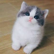 กฤษดา กาแมน avatar